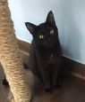 . Rambler- I want another kitty to play with! .