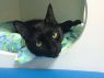 . Rambler- I want another kitty to play with! .