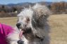 . Spitz .
