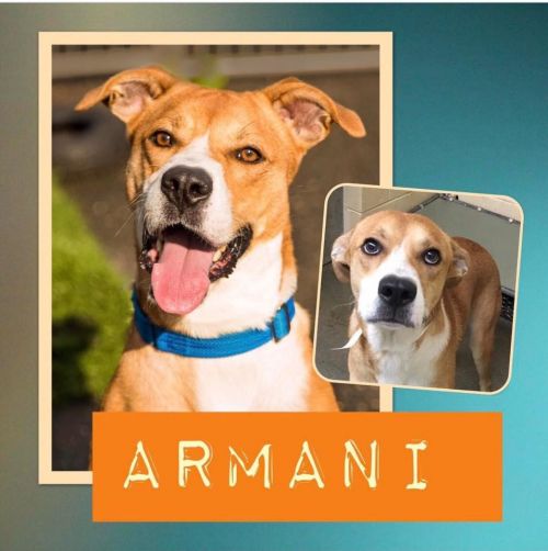 . Armani .