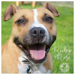 . Ruby .