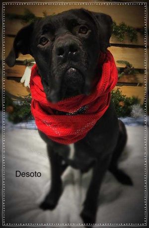 . Desoto .