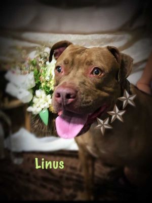 . Linus .
