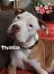 . Thalia .
