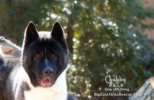. Chubby .
