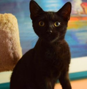. Luna .