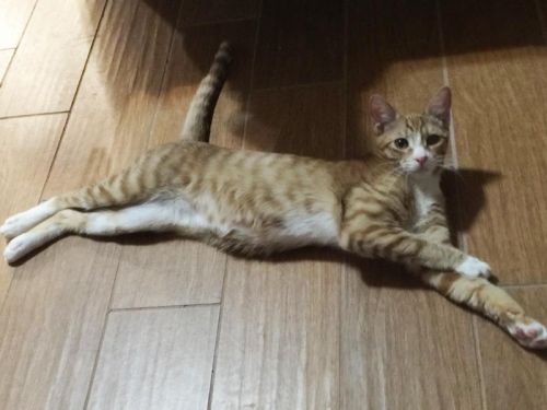 . Tigger .