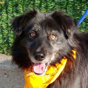 . Zazu Flat Coat BCx .