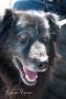. Zazu Flat Coat BCx .