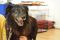 . Zazu Flat Coat BCx .