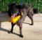 . Zazu Flat Coat BCx .