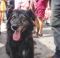 . Zazu Flat Coat BCx .