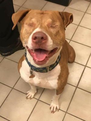 . Sully - Take My Lead Dog (Blind) .