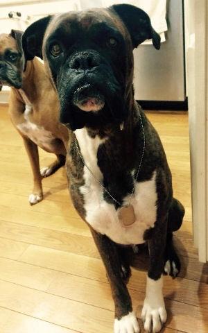 Dogs That Need To Be Adopted In Area Code Dogs That Need To Be Adopted In Area Code