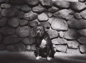 . Moose .