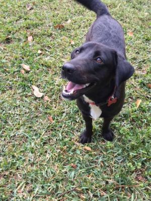 Adopting Service Dogs In Huston Texas Adopting Service Dogs In Huston Texas