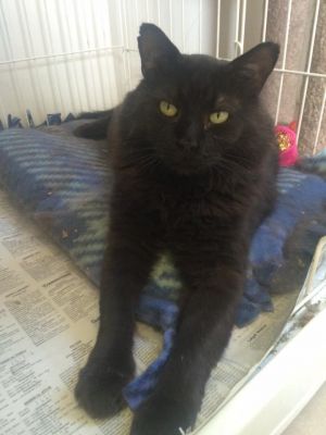 . Magoon-I would love to live with another kitty .