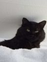 . Magoon-I would love to live with another kitty .