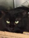 . Magoon-I would love to live with another kitty .