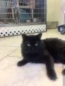 . Magoon-I would love to live with another kitty .