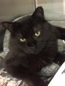 . Magoon-I would love to live with another kitty .