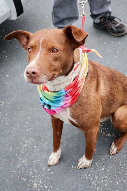 Our Current Adoptables Rescue One