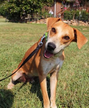 . WISEMAN McGee (Adoption fee reduced to $100, good with other dogs) .