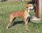 . WISEMAN McGee (Adoption fee reduced to $100, good with other dogs) .
