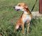 . WISEMAN McGee (Adoption fee reduced to $100, good with other dogs) .