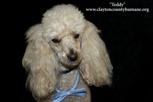 . Teddy .