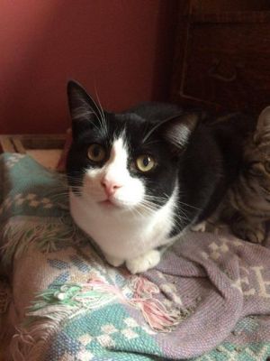 . Hilary (FeLV+) .