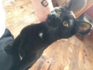 . Wyatt (FeLV+) .