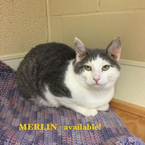 . Merlin - Colony Cat! .