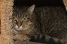 . Sheik (Semi feral) .