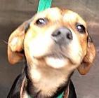 . Kelsey! PRECIOUS Puppy! .