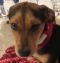 . Kelsey! PRECIOUS Puppy! .