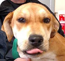 . Chelsey! Puppy .