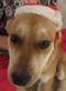 . Chelsey! Puppy .