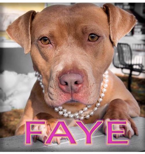 . Faye .