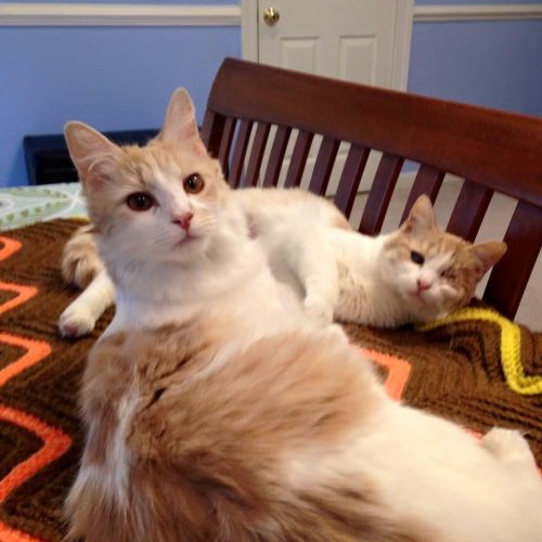 . Tangie and Dreamer .