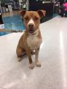 Brownie A032714