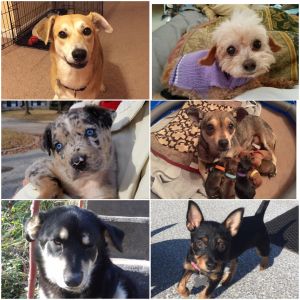 . WANTED: FOSTER MOMS & DADS .