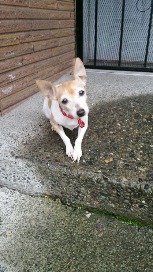 Available Dogs « Toy Fox Terrier Rescue, Inc.