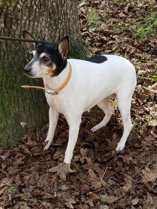 Available Dogs « Toy Fox Terrier Rescue, Inc.