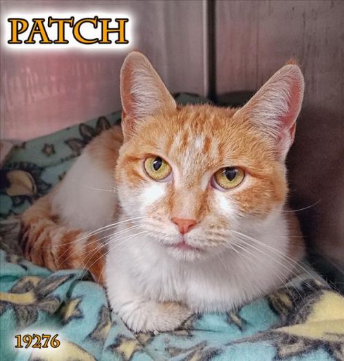 . Patch .