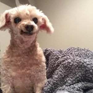 . Little Coco .
