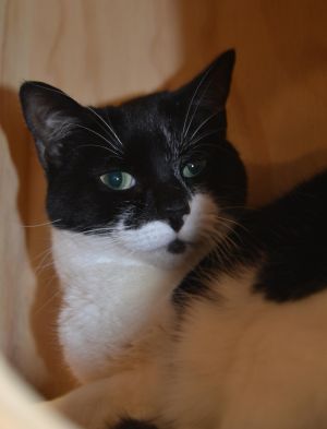 . Oreo .