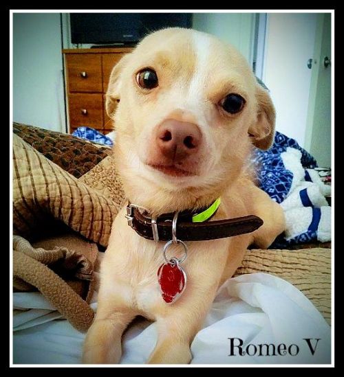 . romeo V .