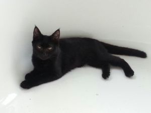 . Licorice .