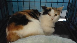 . Lily (foster Nicki K.) Calico .